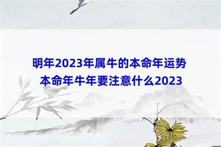 属牛的本命年有什么讲究