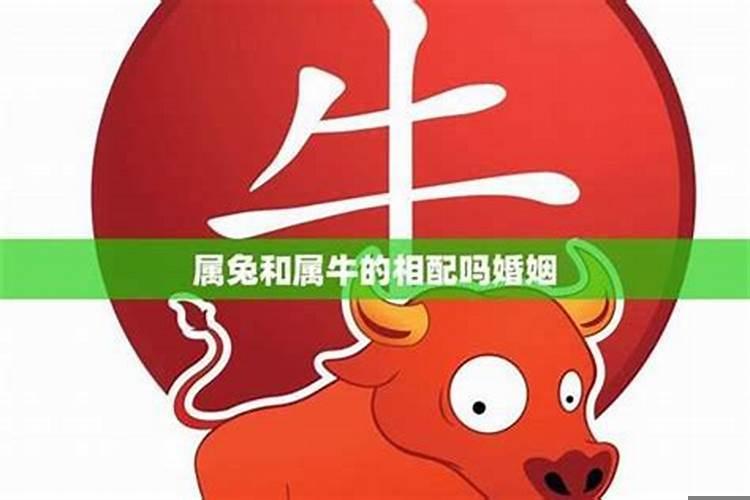 属牛的属兔的相合不合