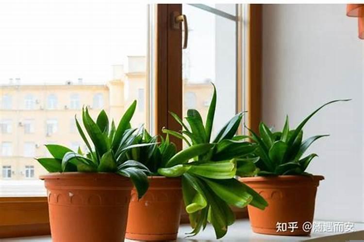 植物风水讲究有哪些呢