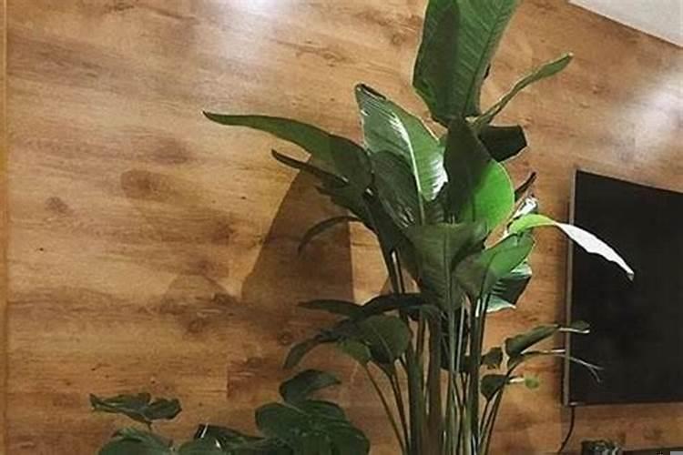 领导办公室放什么植物好