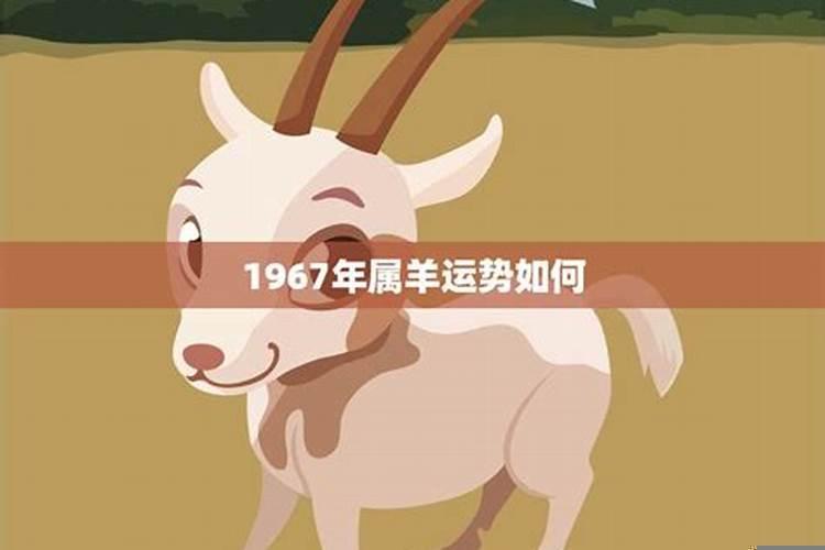 属羊的人今年爱情怎么样