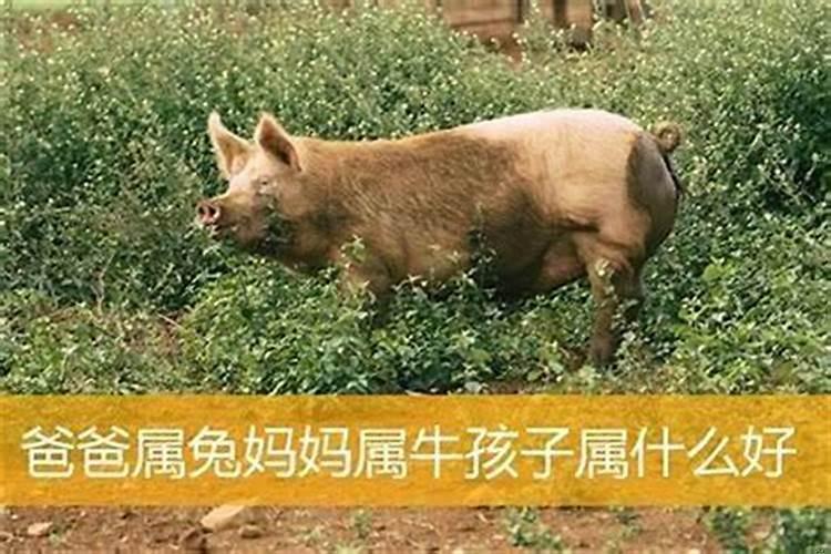 父母属兔龙孩子属牛