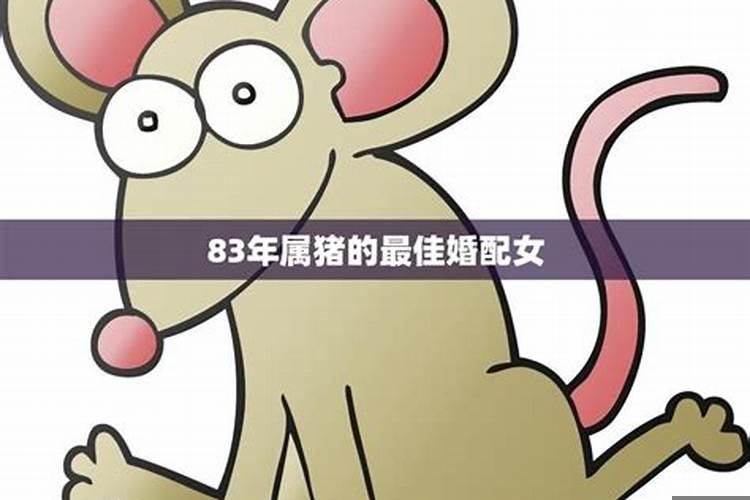 猪的最佳属相配偶