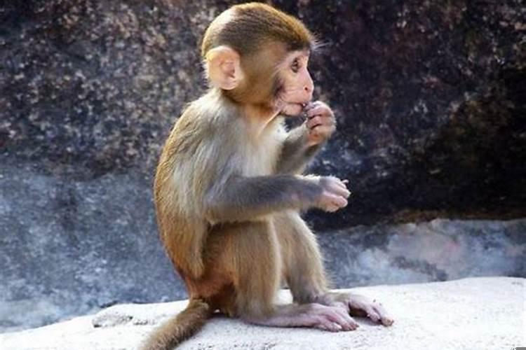 92年的猴30岁注意