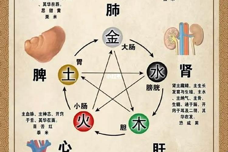 五行属性和五脏的关系是什么