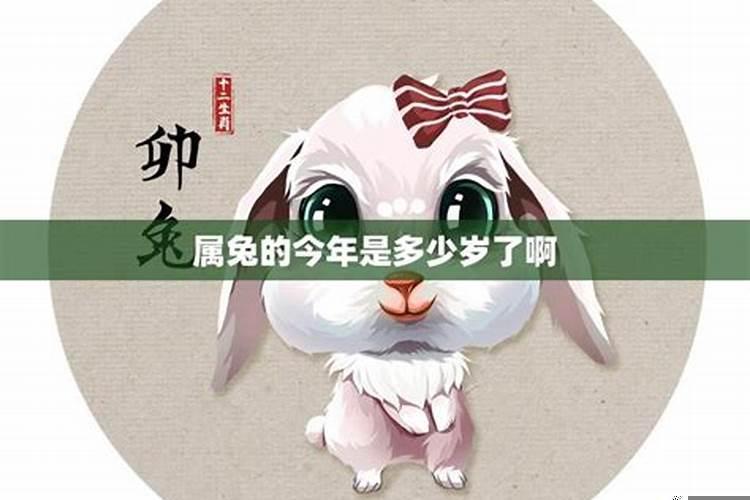 属兔的人今年多大岁数了
