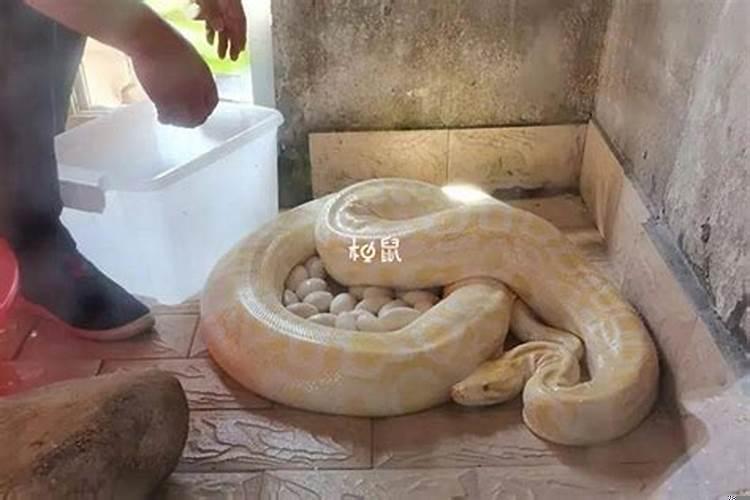 怀孕的梦见蟒蛇是什么意思