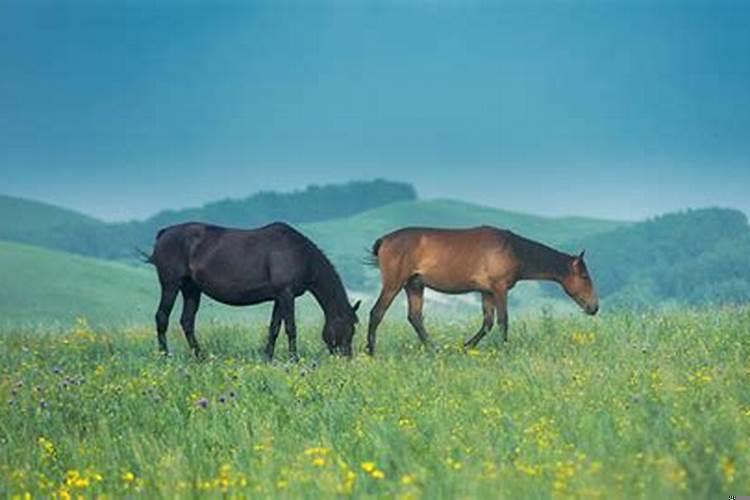 属兔和属马人相合吗