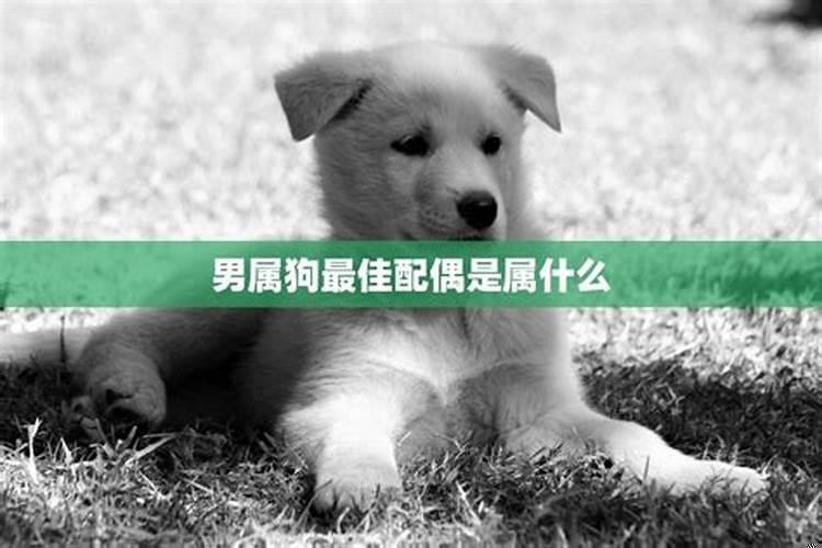 70年女属狗的最佳配偶