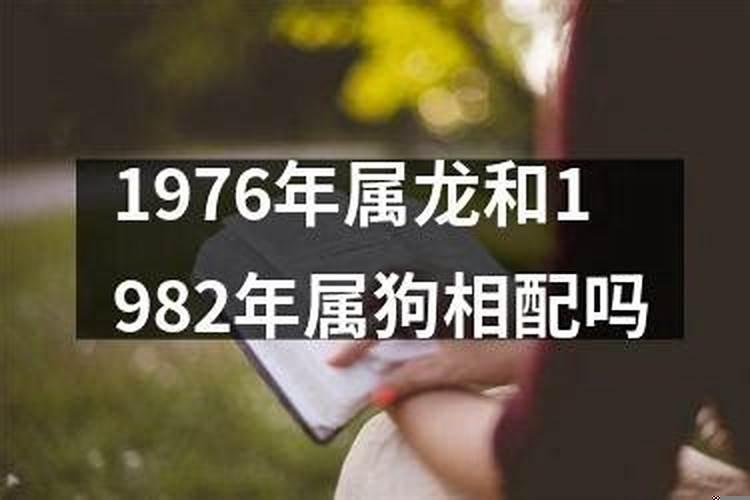 属狗和属龙的相配吗?