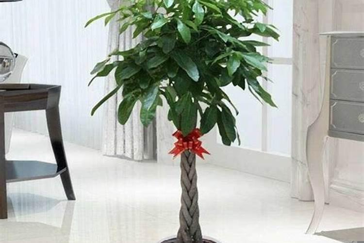 办公室招财树放哪里最旺财
