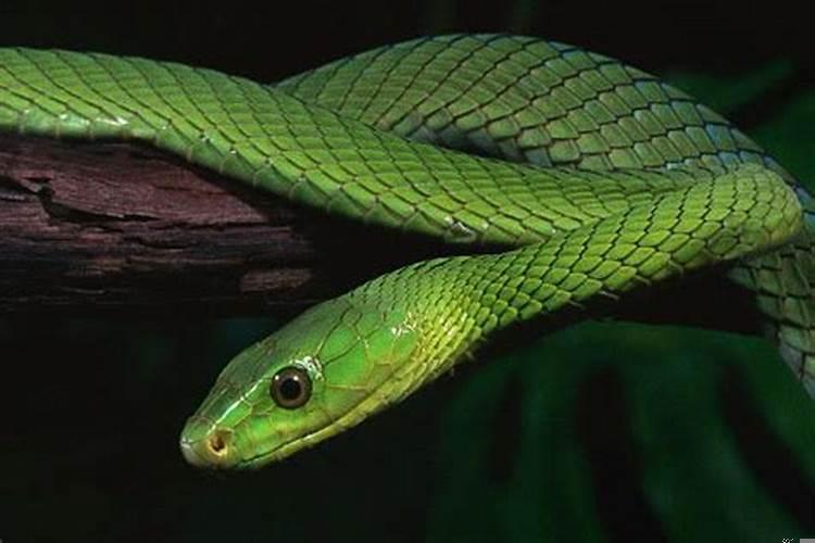 属蛇2025年阳历一月