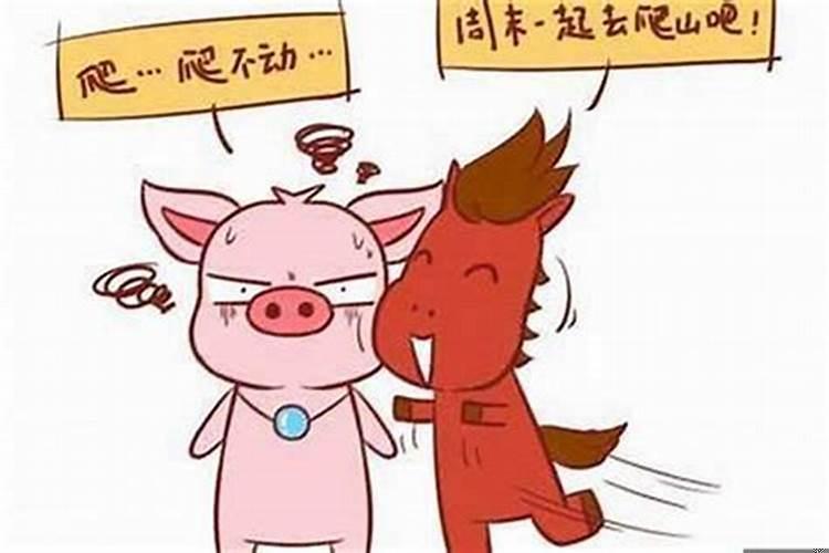 属猪的跟属马的相配吗