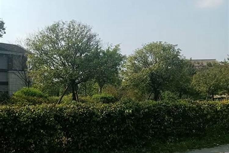 招财转运的植物