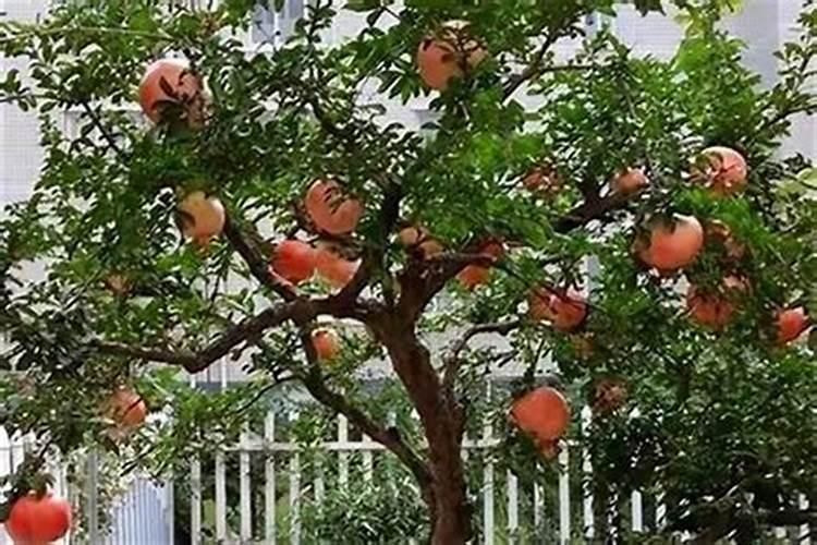 院里种什么树旺财