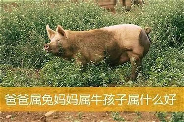 母亲属鸡女儿属兔好不好