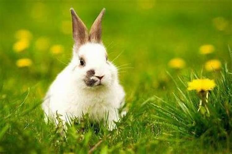 87年的兔带什么招财