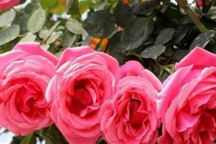 玫瑰花的朵数及其含义