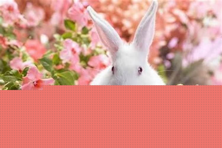 87年的兔带什么招财