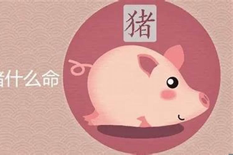 属猪女的事业与财运