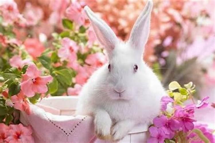 87年的兔带什么招财