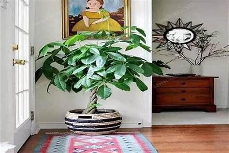 财神位放什么绿植好