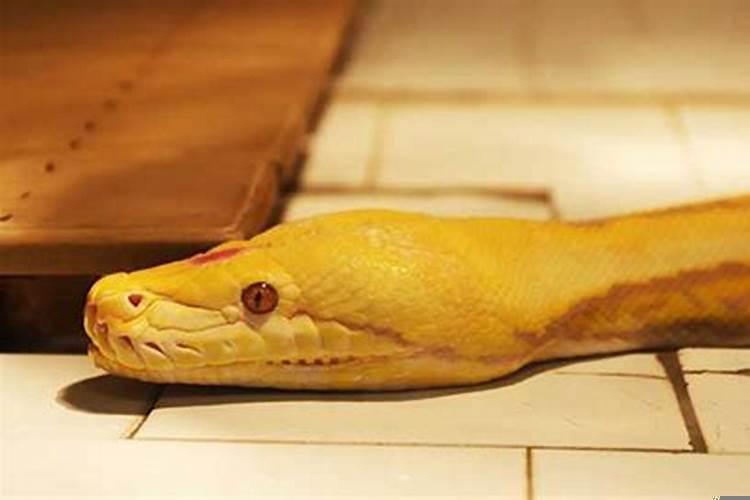 梦见屋里有蛇什么预兆打死了