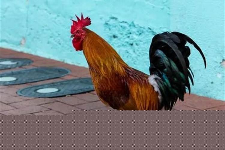 属鸡的人脾气如何