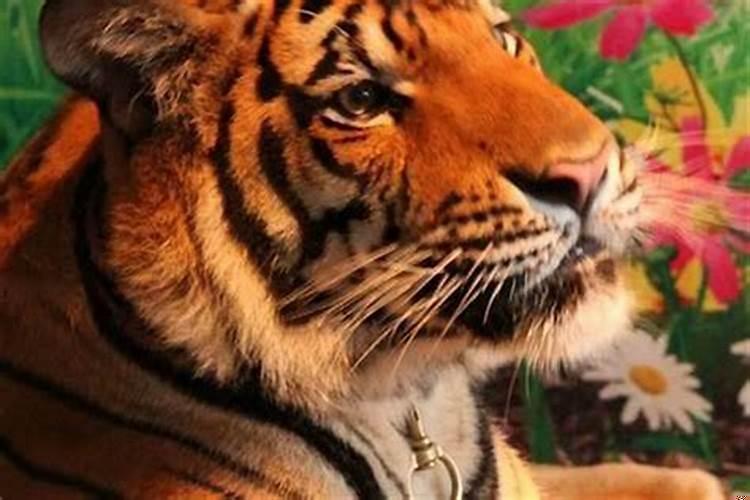 属狗跟属虎的和吗