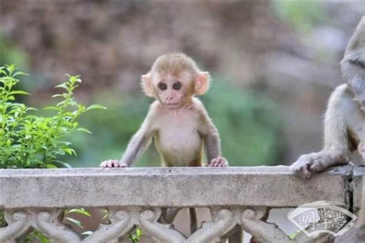 属猴遇上属虎谁的财运更好