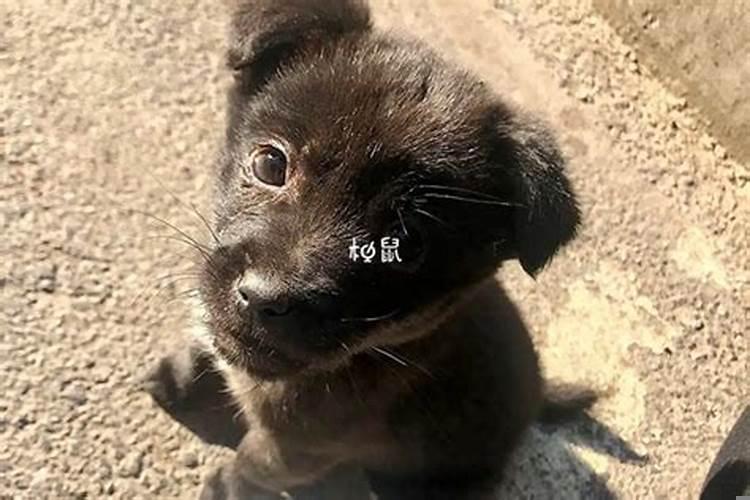 怀孕梦到黑色的狗是什么意思