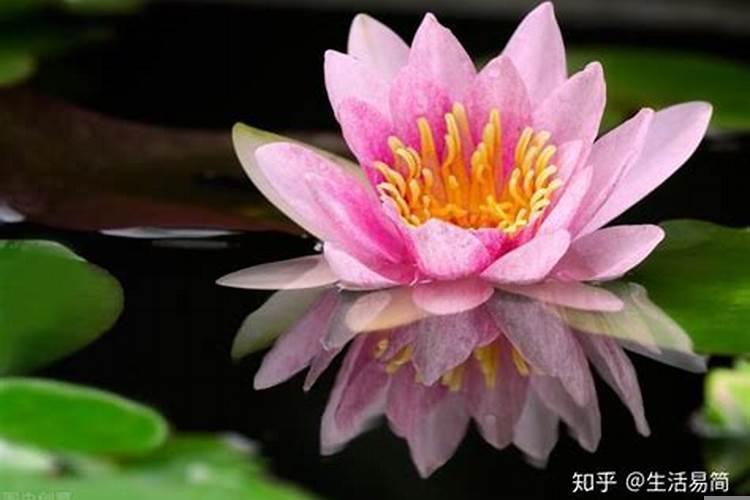 属马的发财花是什么花