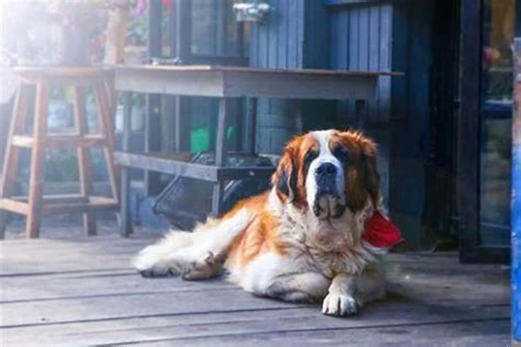 属狗的缘分是什么时候