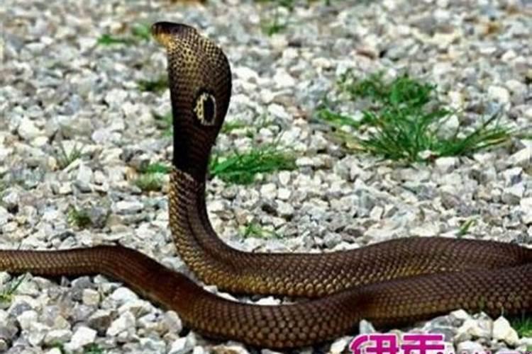 做梦梦到蛇咬了亲人是什么意思