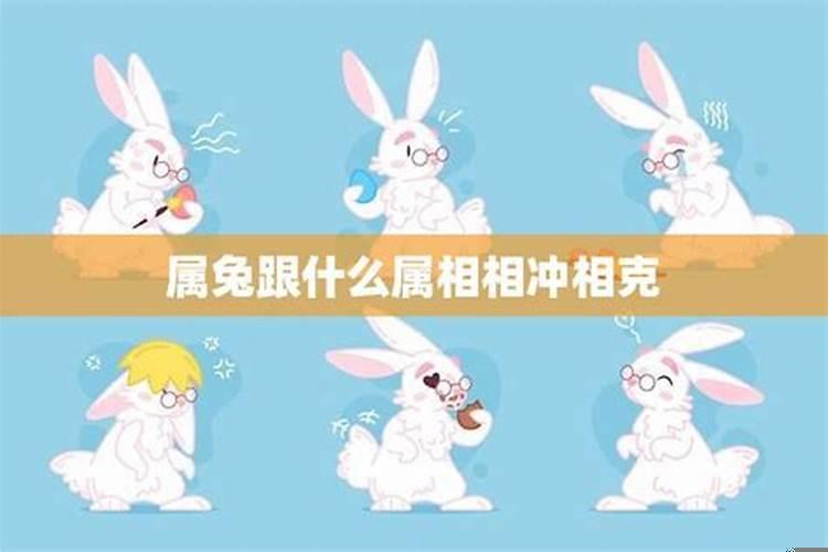 属兔和什么属相相合相克