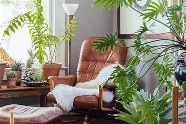 家里植物摆放风水讲究