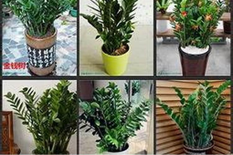 门口种什么植物旺财