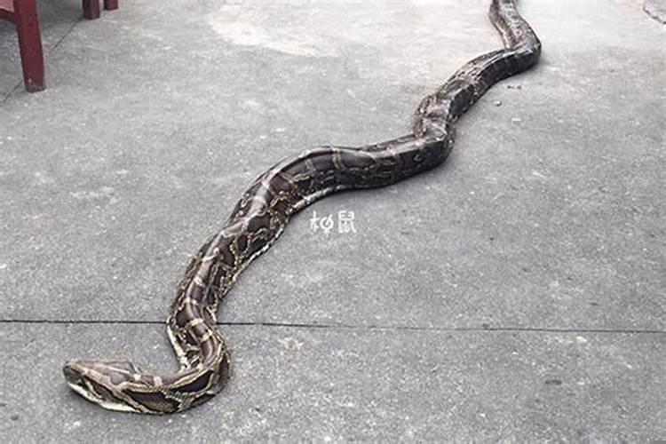 我梦见大蟒蛇是什么意思