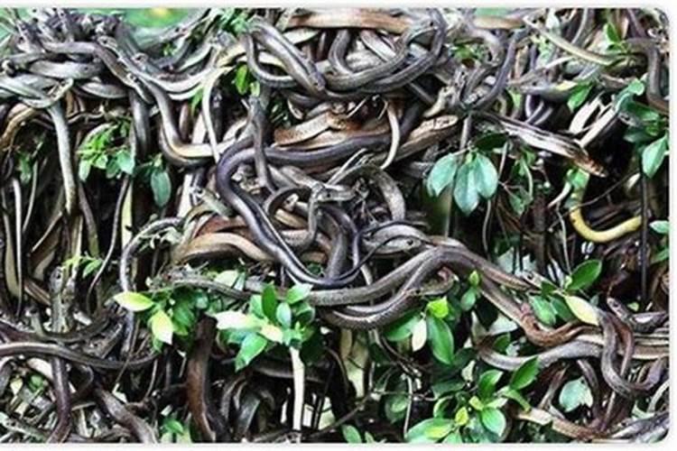 梦见好多蛇大的小的都有