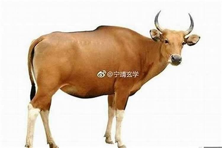 午马害丑牛