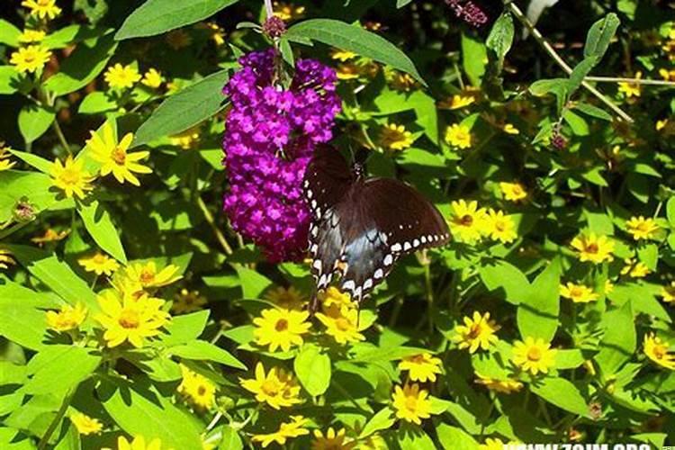 梦见好多蛇大的小的都有