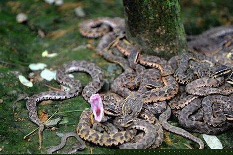 梦见好多蛇大的小的都有