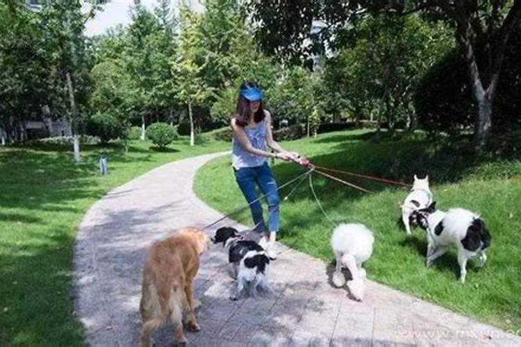 梦见家里的狗怀孕