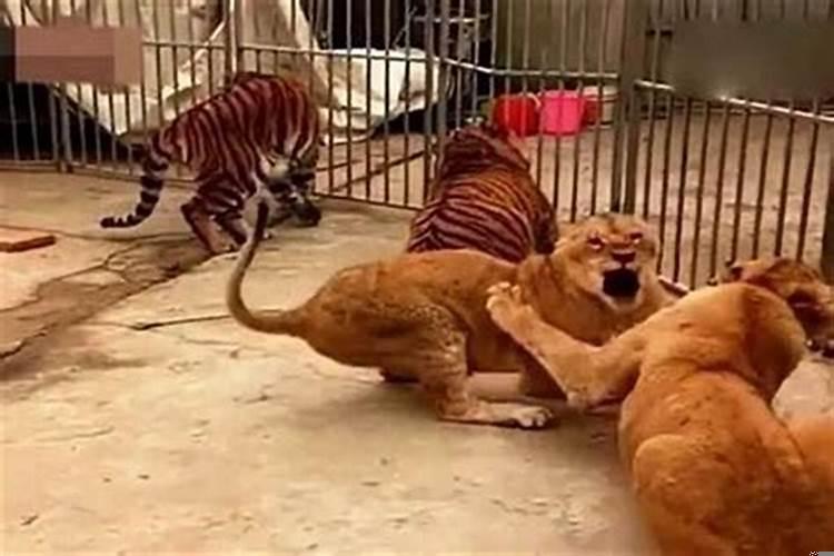 属狗女和属虎男生配吗