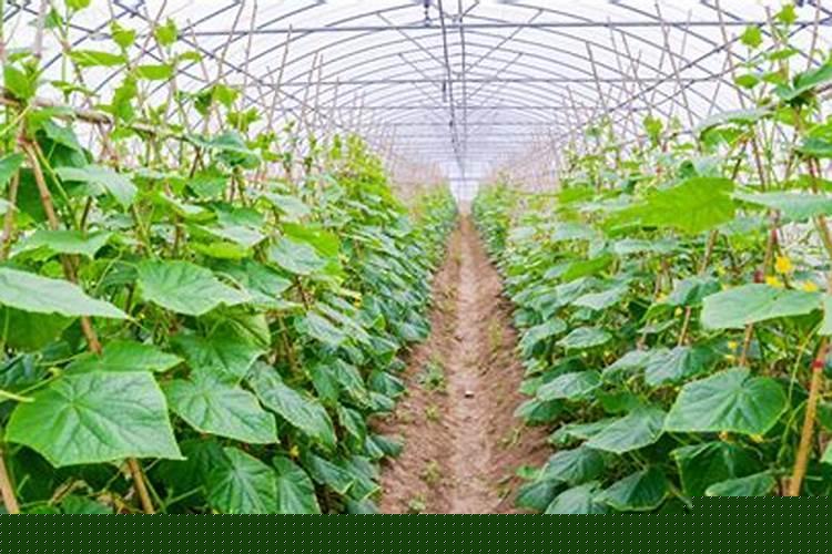 梦见在地里种黄豆是什么意思