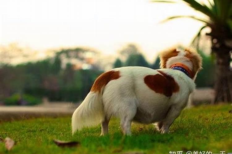 梦见家里的狗怀孕