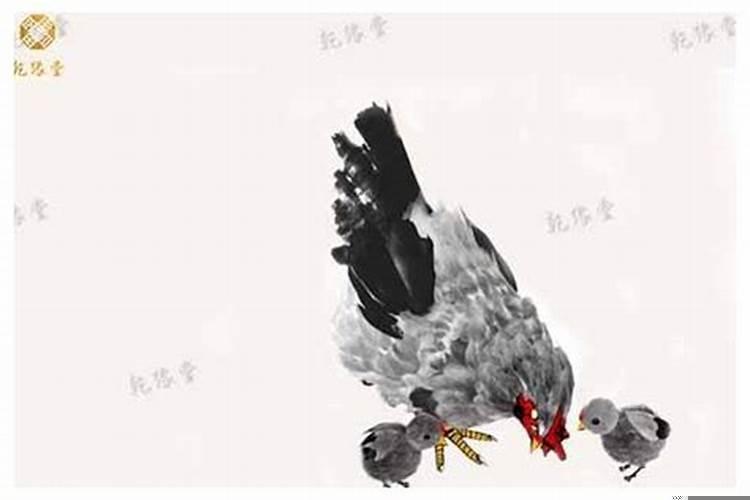 农历几月生的鸡宝宝最好