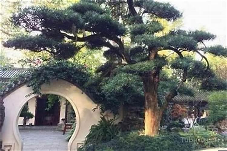 门前栽四季青好不好