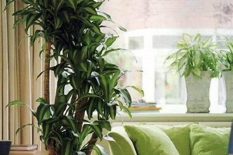 家里放什么植物最招财辟邪