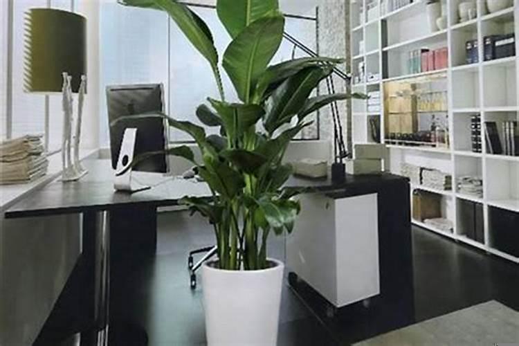 办公室适合摆放的十大植物